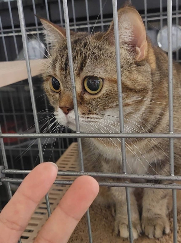 貓咪都指定要喝的咖啡